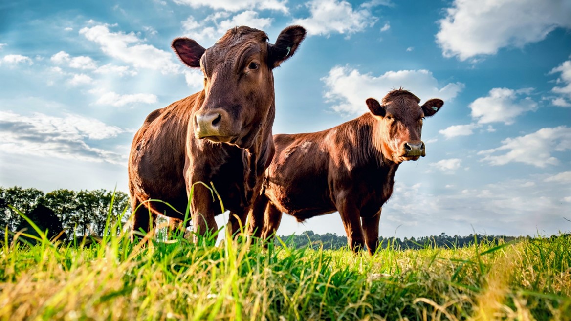 Cows in the pasture where Mike grew up